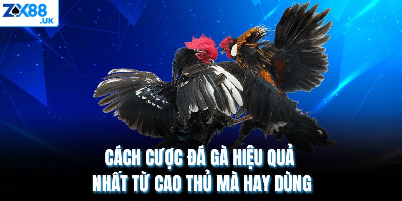 Cách cược đá gà hiệu quả nhất từ cao thủ mà hay dùng