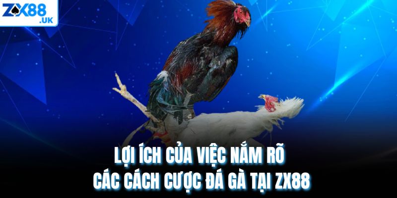 Lợi ích của việc nắm rõ các cách cược đá gà tại ZX88